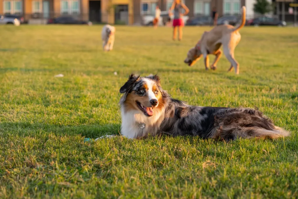 Scent Games for Australian Shepherds