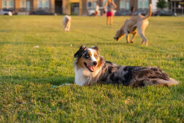 Scent Games for Australian Shepherds Scent Games for Australian Shepherds