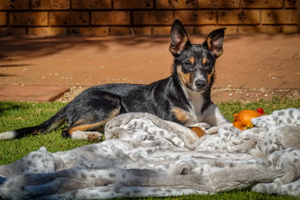 Mental Stimulation for Australian Shepherds