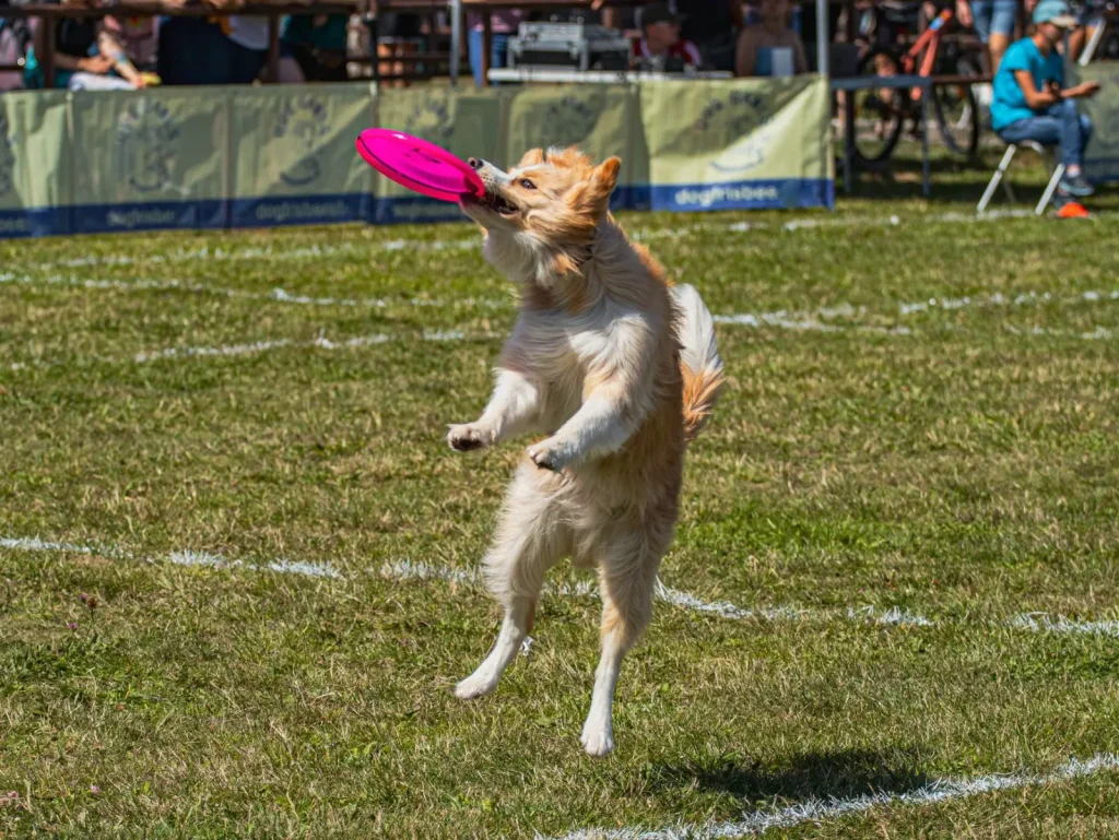 Starting Agility with an Australian Shepherd