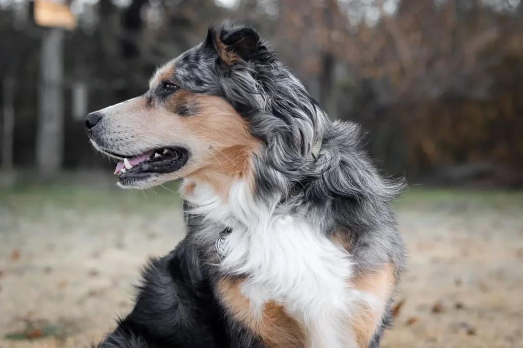 Australian Shepherd Grooming Reality