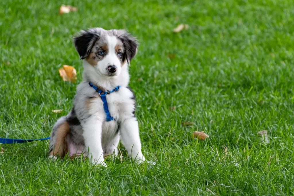 Training an Australian Shepherd Puppy: What Actually Works