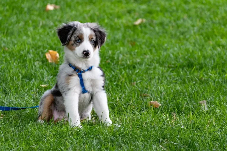 Training an Australian Shepherd Puppy: What Actually Works