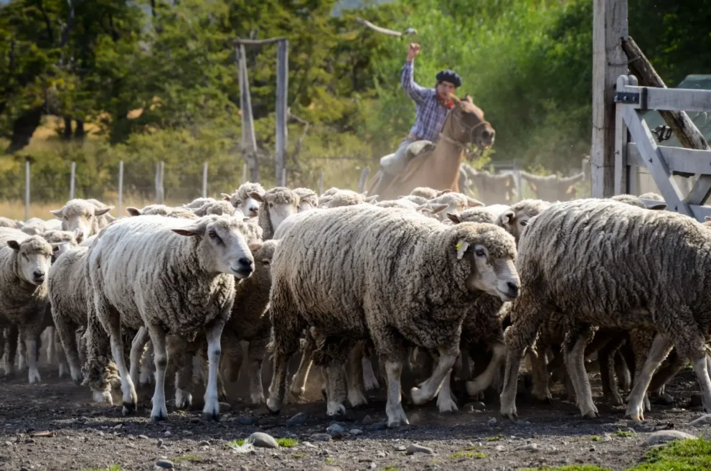 Why Australian Shepherds Were Bred