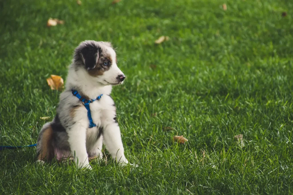 Recall Training With Australian Shepherds: What Actually Works