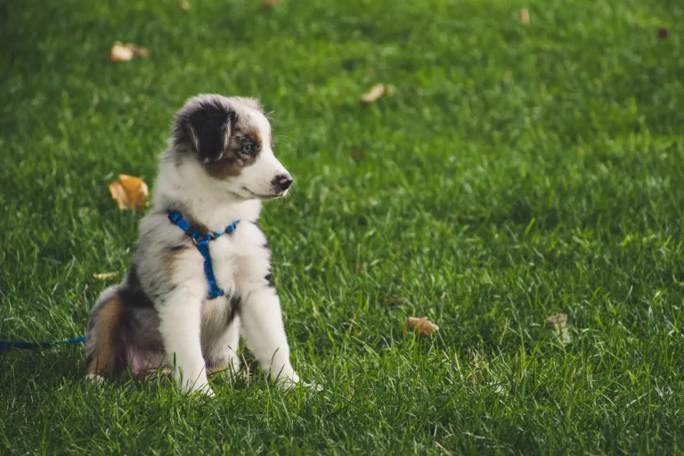 Recall Training With Australian Shepherds: What Actually Works