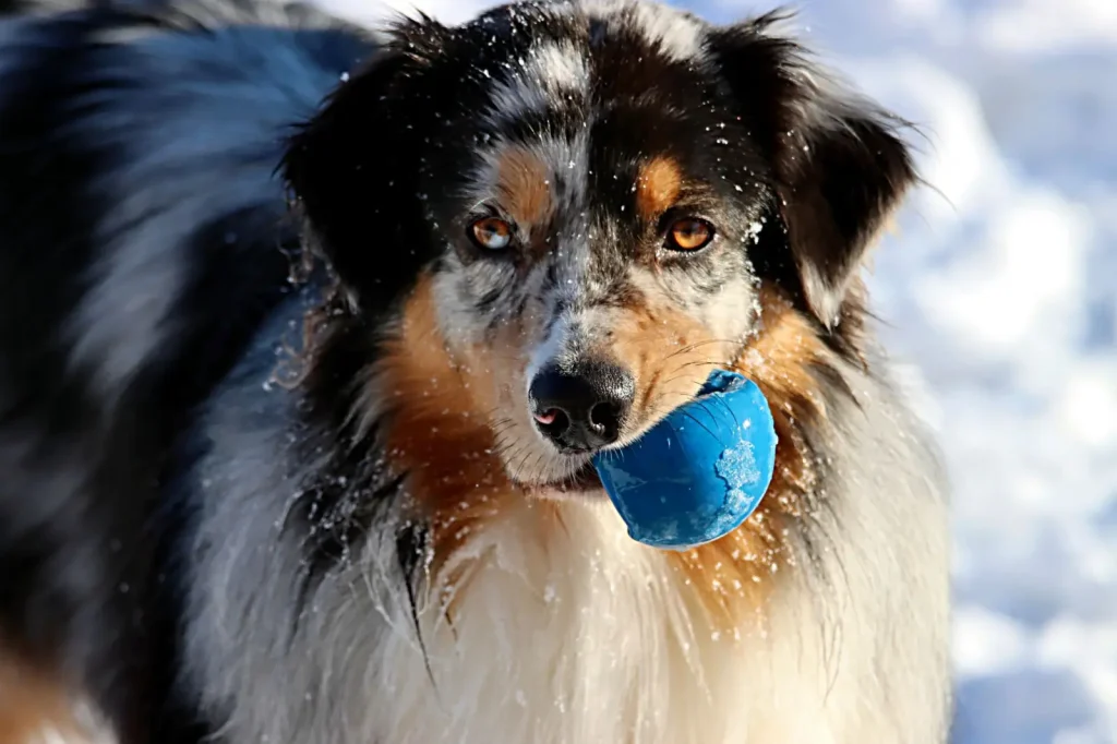 Keeping Australian Shepherds Occupied on Rainy Days