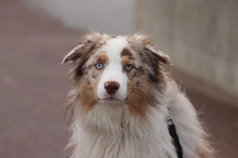 Blue Eyes in Australian Shepherds: Genetics and What It Means