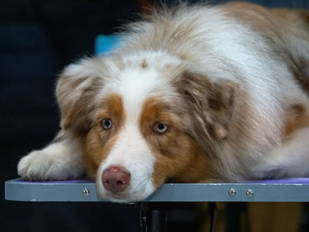 Australian Shepherd Coat Care Through the Seasons