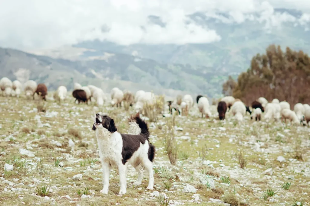 Australian Shepherd vs Border Collie: Working Traits That Matter