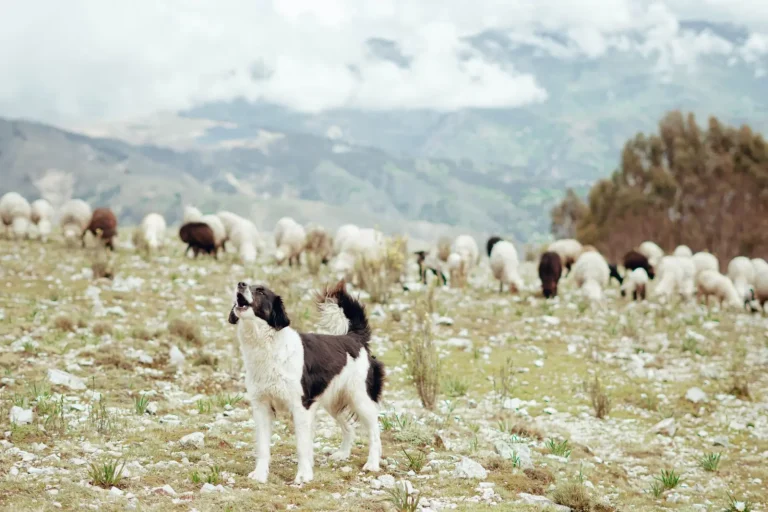 Australian Shepherd vs Border Collie: Working Traits That Matter