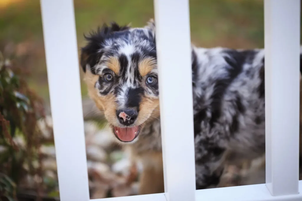 Hip Dysplasia in Australian Shepherds