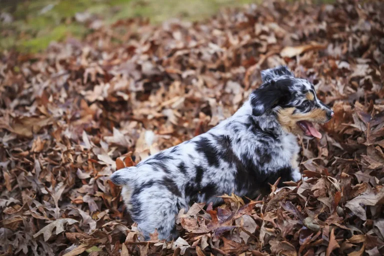 Puzzle Games for Australian Shepherds