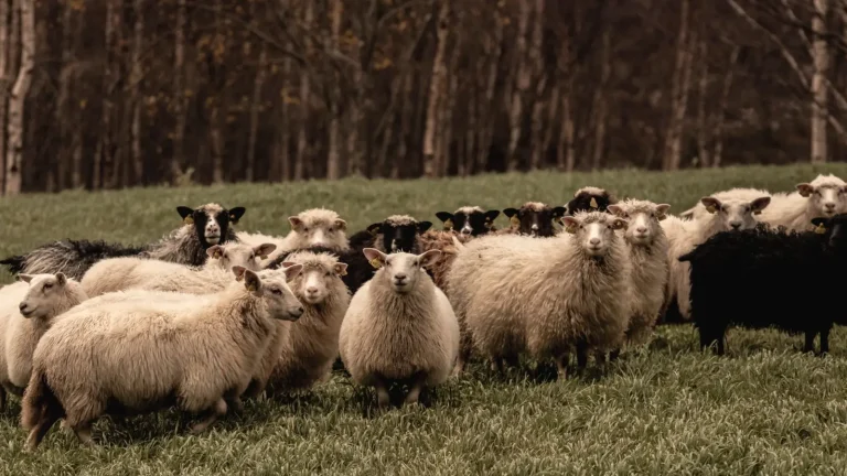Why Australian Shepherds Herd Everything (And What That Means)