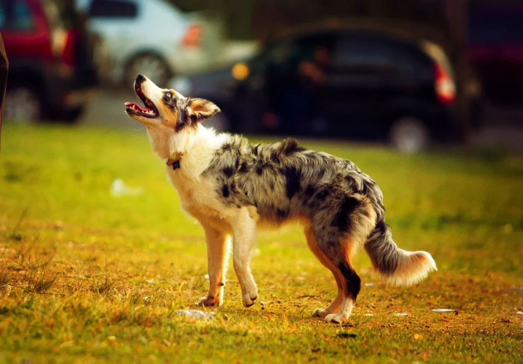 Why Australian Shepherds Never Seem to Stop Moving