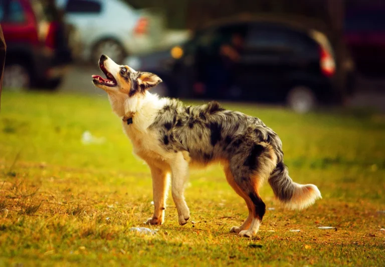 Why Australian Shepherds Never Seem to Stop Moving