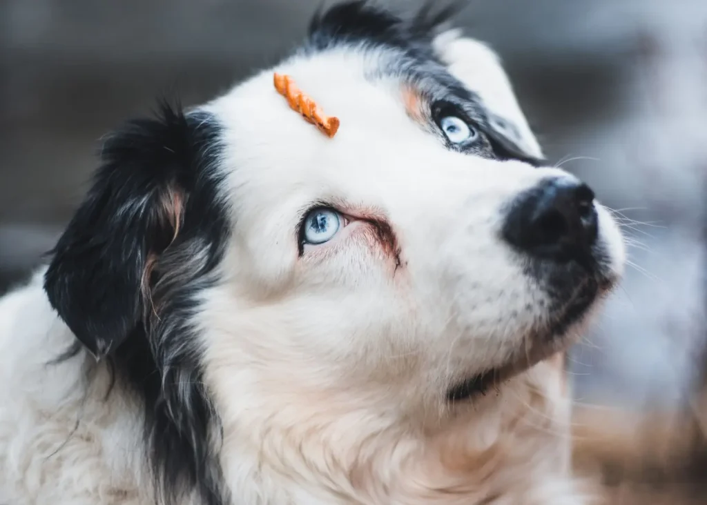 Progressive Retinal Atrophy in Australian Shepherds