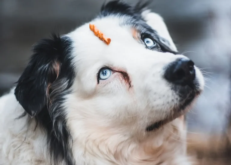 Progressive Retinal Atrophy in Australian Shepherds