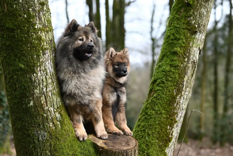 Australian Shepherds and Coat Maintenance: What Actually Matters
