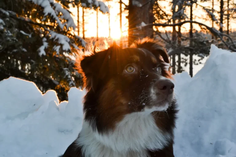 Australian Shepherds and Solo Time: What Actually Works