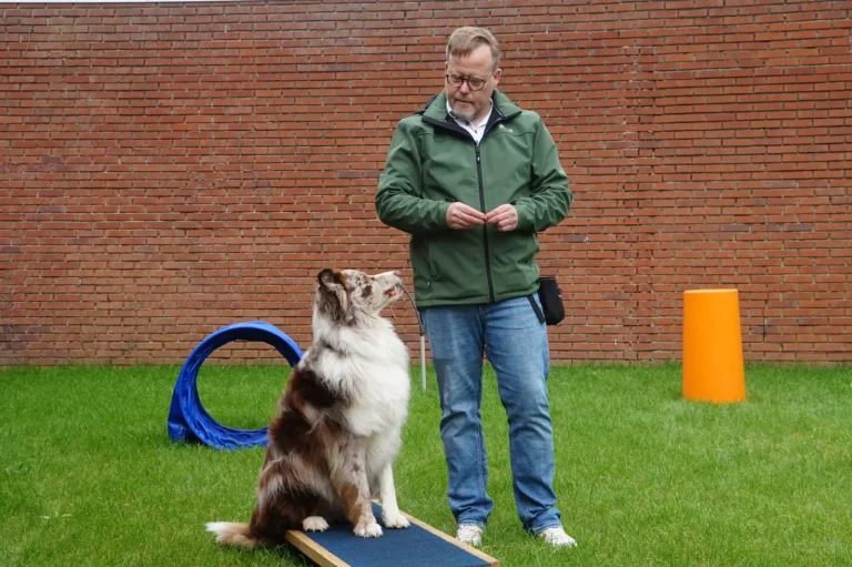 Starting Australian Shepherd Training: What Actually Works