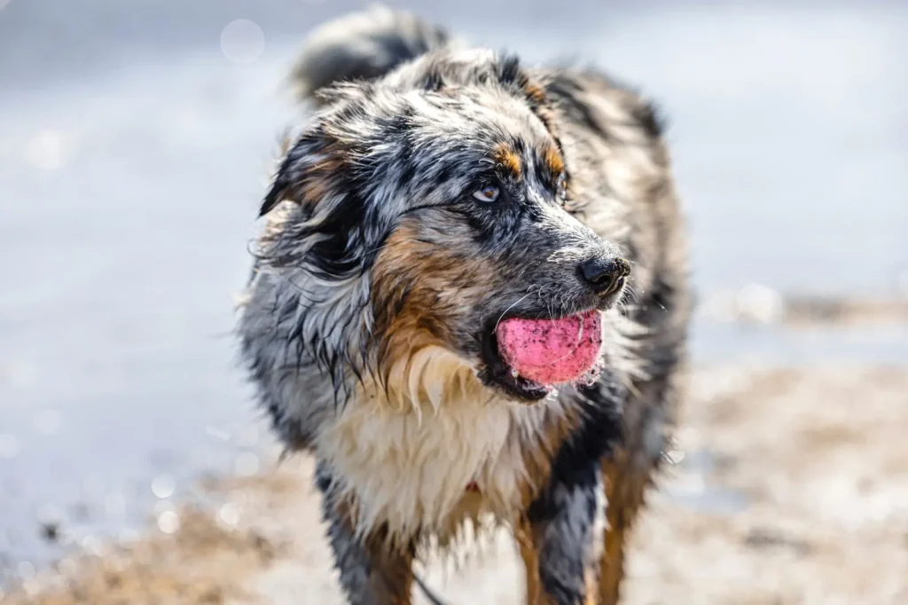 Impulse Control Games for Australian Shepherds