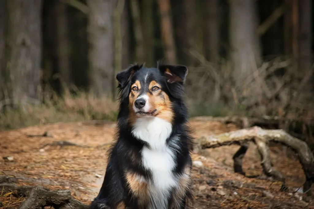 Hiking With an Australian Shepherd