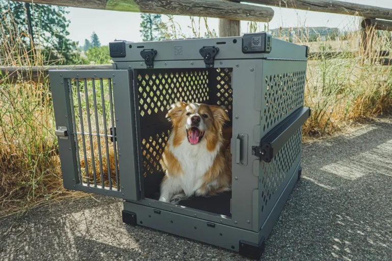 Crate Training an Australian Shepherd