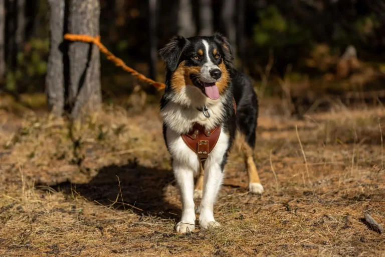Australian Shepherds and Lead Pulling: What's Really Happening Australian Shepherds and Lead Pulling: What's Really Happening