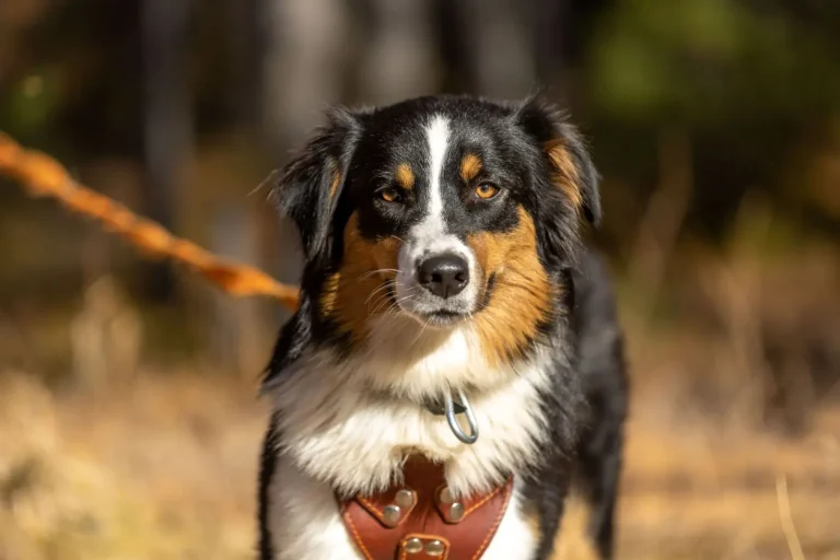 Lead Training Australian Shepherds: What Actually Works Lead Training Australian Shepherds: What Actually Works