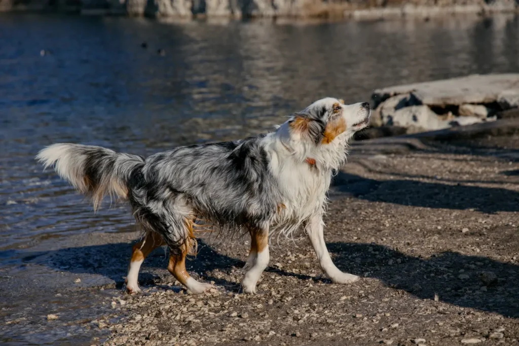 Australian Shepherd Size and Weight: What to Expect