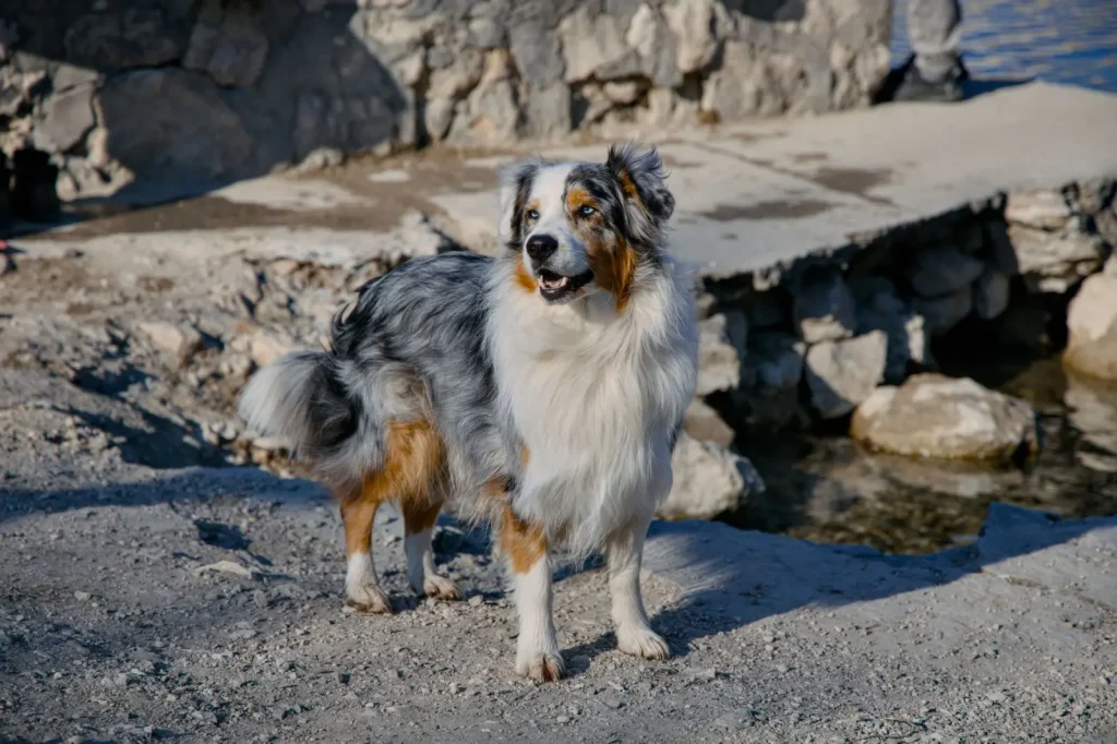 Australian Shepherd Coat Types Explained