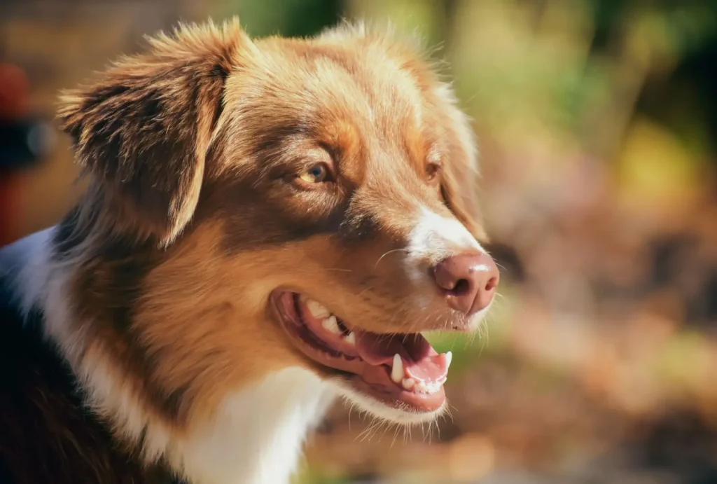 Australian Shepherds in Hot Climates: What Really Happens
