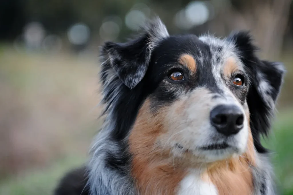 Australian Shepherds and Shedding: What to Expect Year-Round