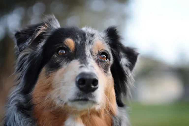 Australian Shepherd Intelligence: What Working Dogs Actually Show