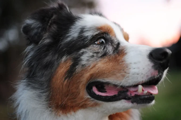 Australian Shepherds Aren't Actually from Australia