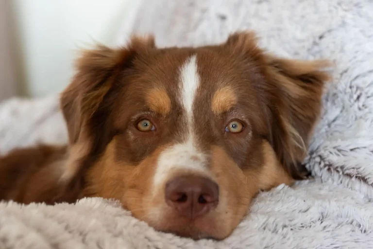 Epilepsy in Australian Shepherds: What Owners Actually See Epilepsy in Australian Shepherds: What Owners Actually See