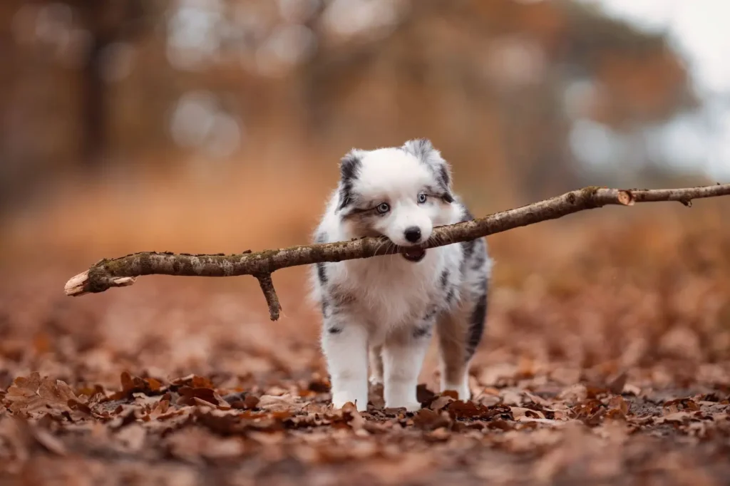 Housetraining Australian Shepherd Puppies: What Actually Works