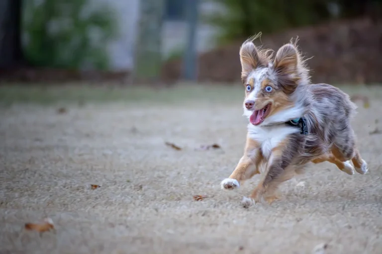 Health Issues Australian Shepherds Face