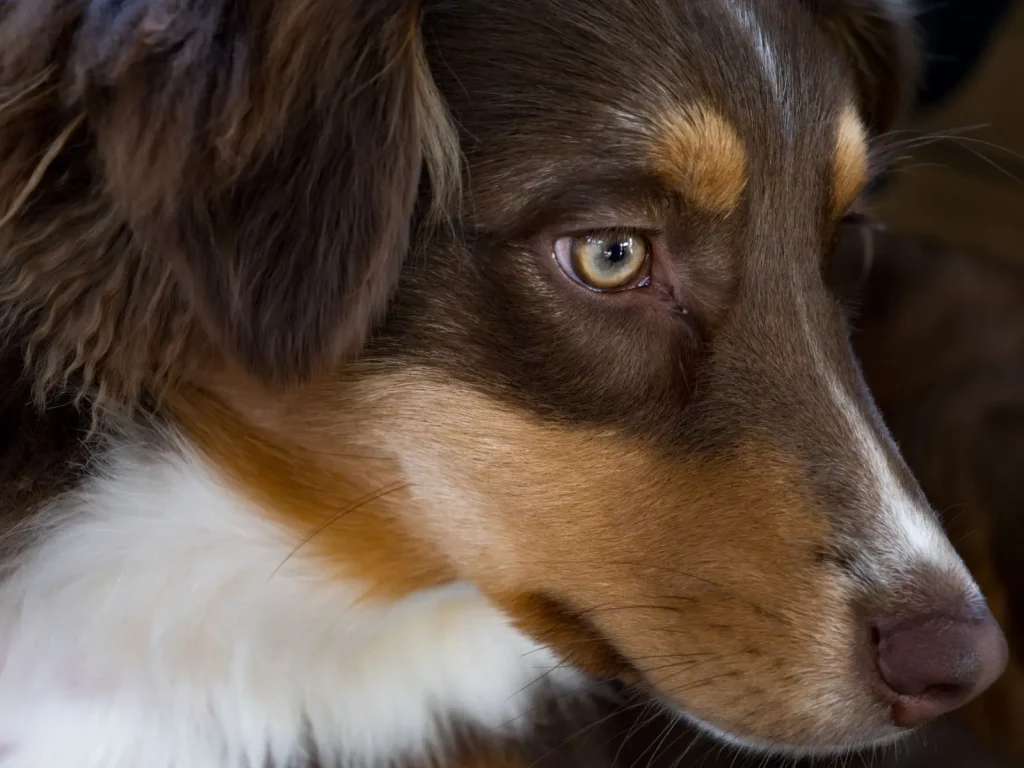 Cataracts in Australian Shepherds: What Owners Actually See