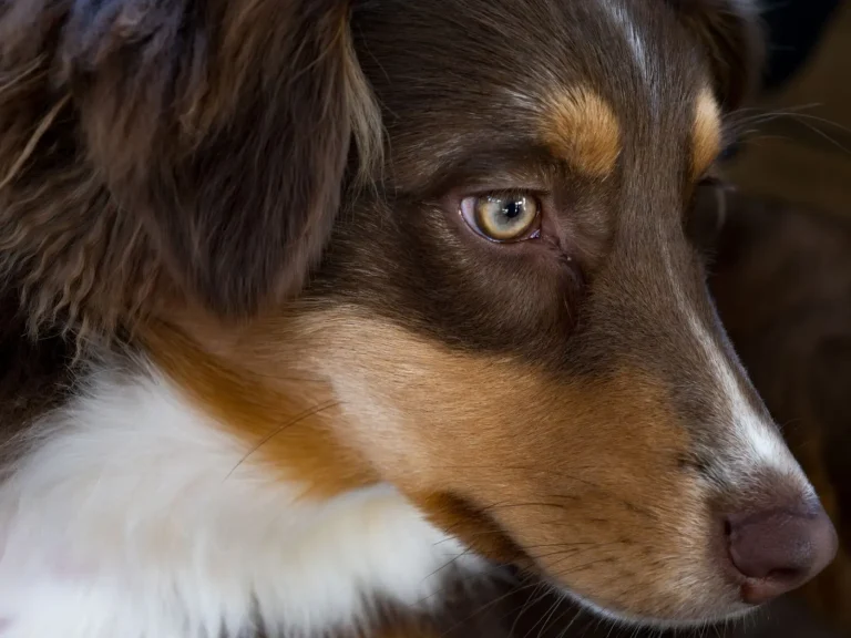 Cataracts in Australian Shepherds: What Owners Actually See