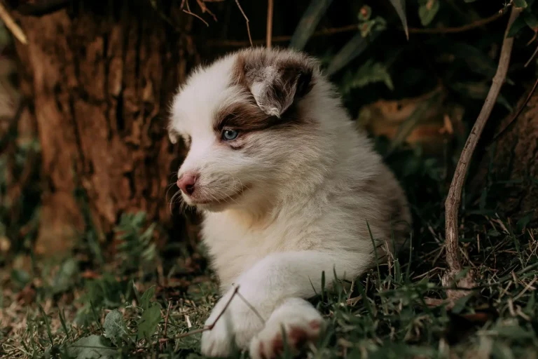 What Actually Happens Your Australian Shepherd's First Week Home