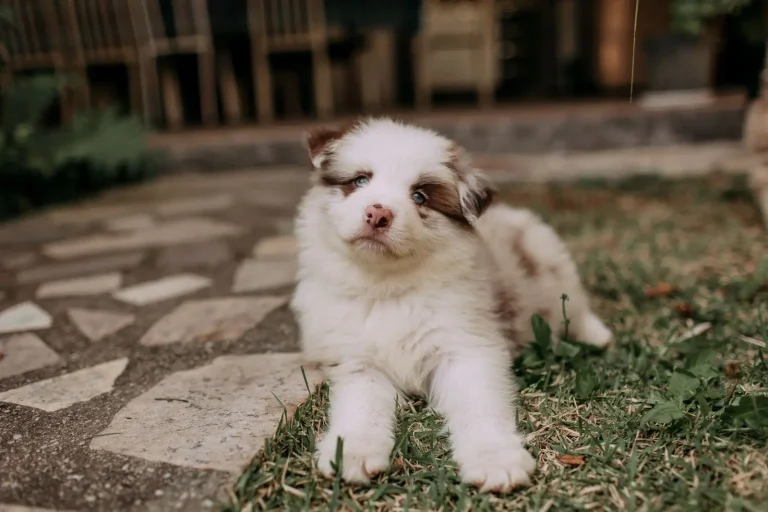 Australian Shepherd Puppies and Sleep: What to Expect