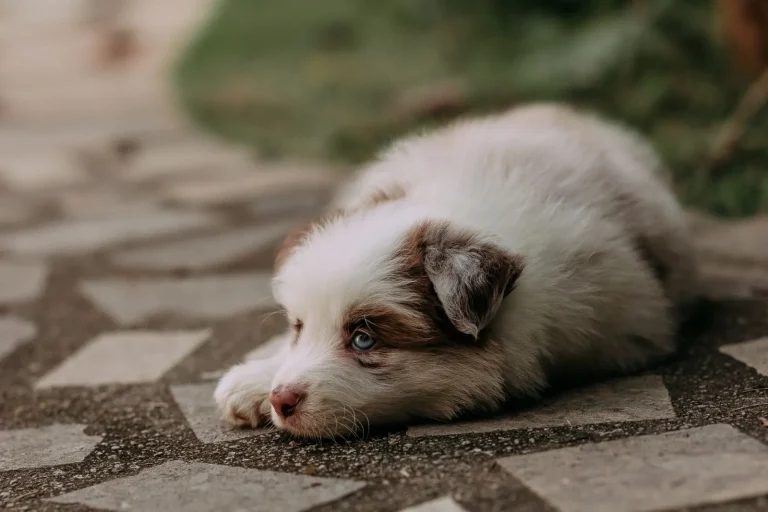 Teaching an Australian Shepherd to Settle