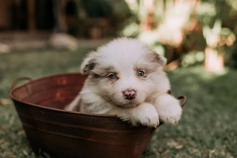 What to Look for in Australian Shepherd Breeders