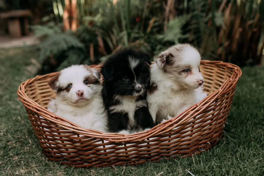 Australian Shepherd Puppy Development Week by Week