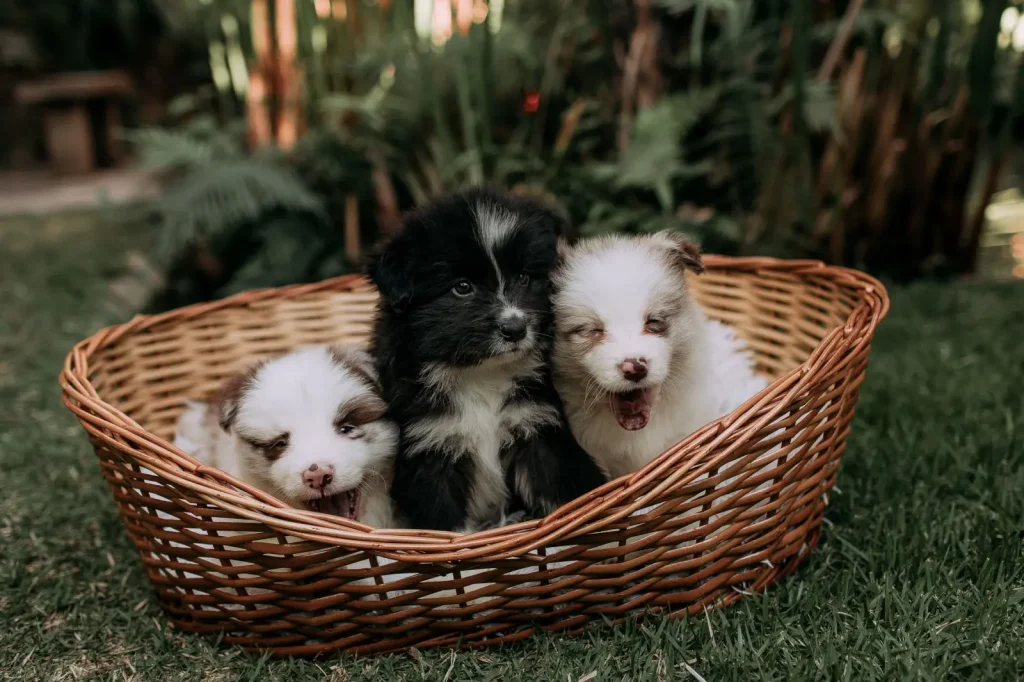 Exercise Needs for Australian Shepherd Puppies