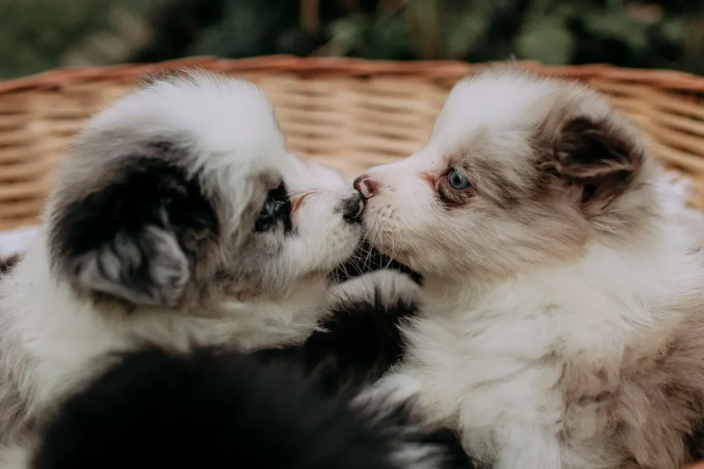 Managing Puppy Biting in Australian Shepherds