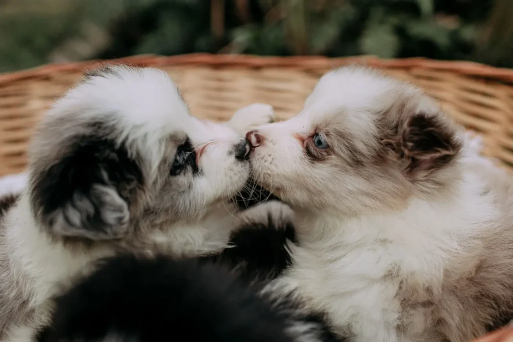 When Australian Shepherd Puppies Can Start Going Outside
