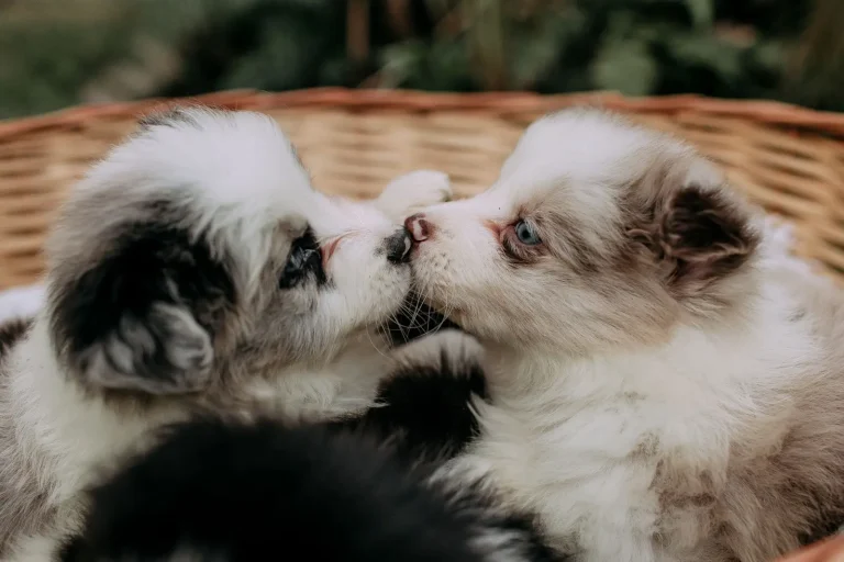 When Australian Shepherd Puppies Can Start Going Outside